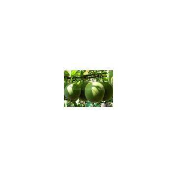 80% Mogrosides Luo Han Guo Extract