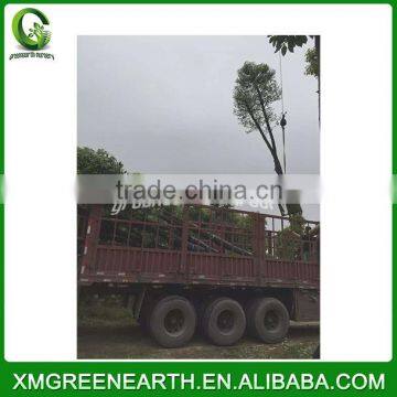 Cinnamomum Camphora (1) photo-2