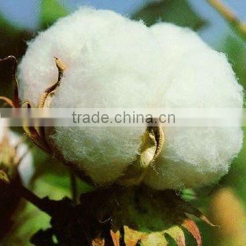 Indian raw cotton S-6