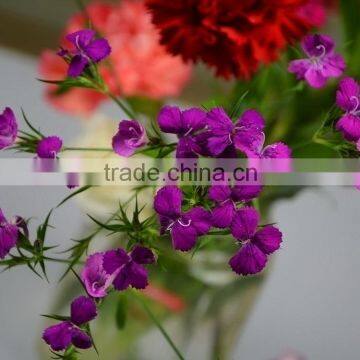 Super quality Sweet William china fresh cut flowers