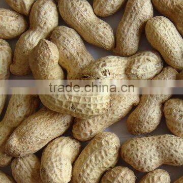 Shelled Peanut