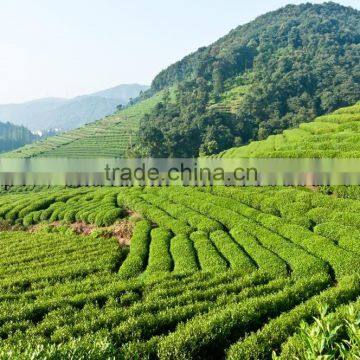 Factory Directly Provide China Supplier Gunpowder Green Tea 9175