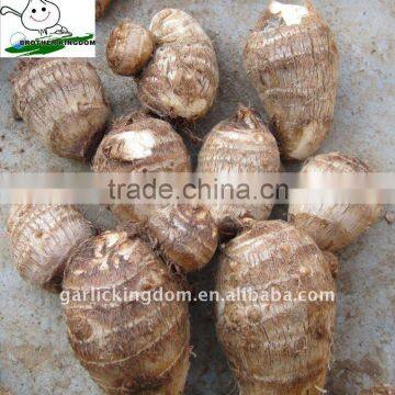 Taro for Middle east Market