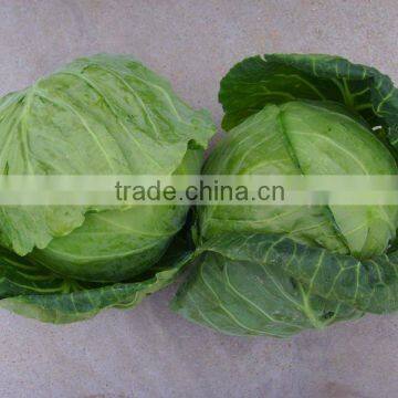 Cabbage
