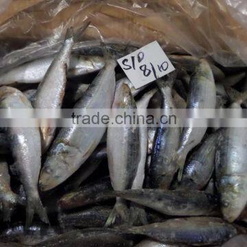 FROZEN SARDINE FISH WHOLE IQF 10 KG PER CARTON