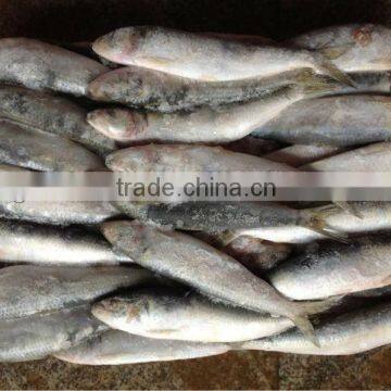 Whole round fresh sardine frozen fish 8-10pcs/kg for market