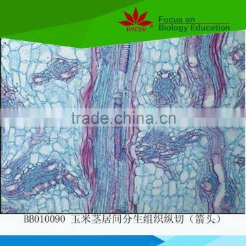 Low priced student experiment use Inidvidual plant stem cell prepared slides