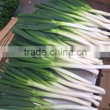 china fresh scallion with long shape