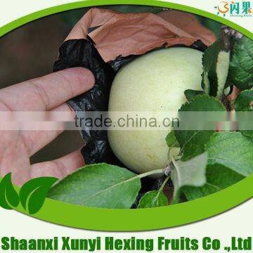 2015 Wholesale Fresh Green Qinguan Apple photo-2