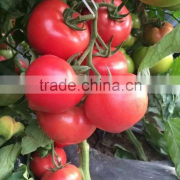 2016 High quality big red Tomato seeds for growing- Chubbiness No.7