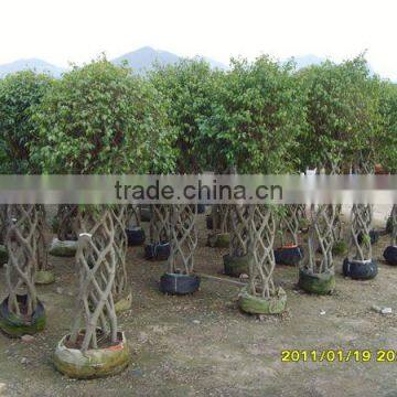 Ficus benjamina,round shape