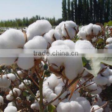 Online Shopping China Plant Growth Regulator 98% TC Mepiquat Chloride photo-4