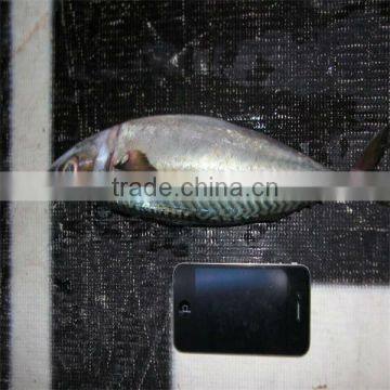 buy good sea food