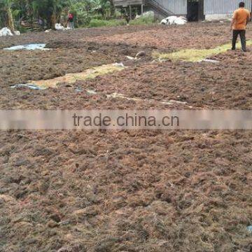 Sell Gracilaria, Eucheuma Spinosum And Eucheuma Cottoni Seaweeds photo-5