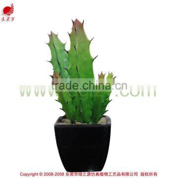 Eco-friendly high quality potted succulent plants bonsai cactus mini succulent