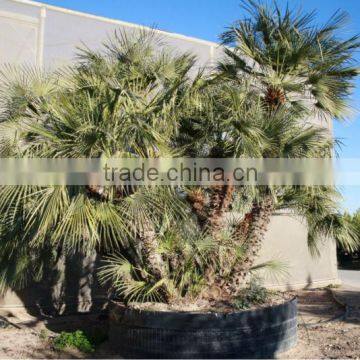 Chamaerops Humilis photo-4