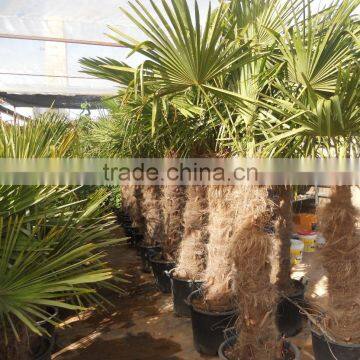 Trachicarpus Fortunei Palm Tree photo-2