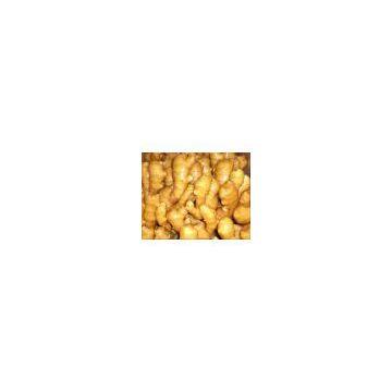 natural plant extract Ginger Extract 5% Gingerols by HPLC