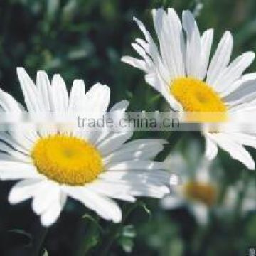 100% Pure Chamomile Essential Oil