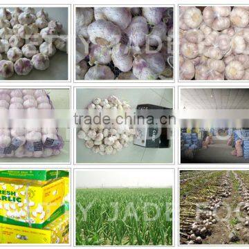 Chinese fresh garlic 2014