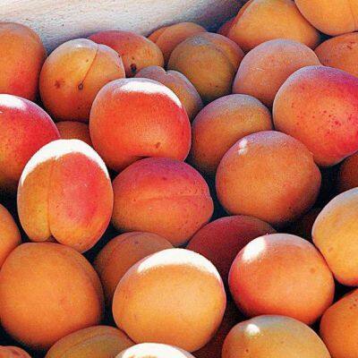 Wholesale Fresh Apricots photo-2