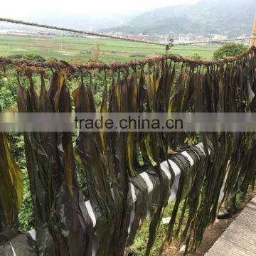 Sun Dried Kelp Cut Shredded Seaweed Laminaria Food photo-4