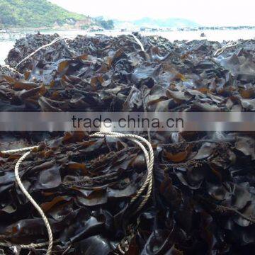 Kombu Kelp Seaweed photo-4