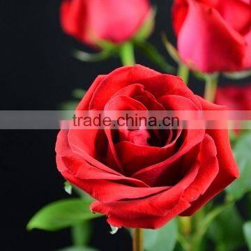 Best quality Carola cool beauty rose for weddings