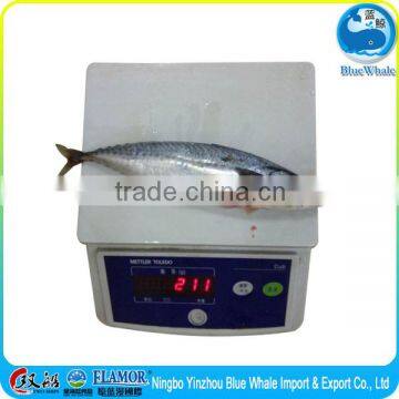 New Frozen Whole Pacific IQF BQF Mackerel on Sale photo-3