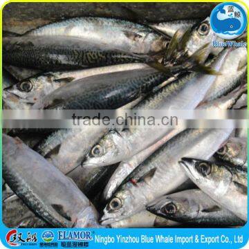 Mackerel Fish Whole Round 100-200g