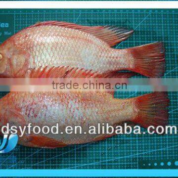 Frozen Fresh Red Tilapia Fish WR