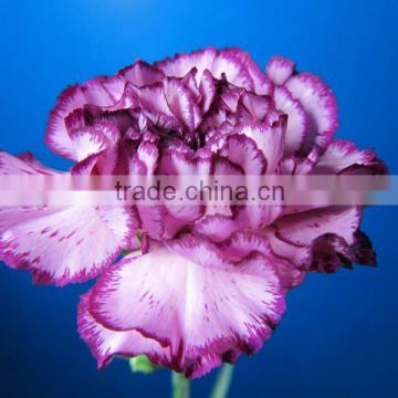 2016 Promotional fresh flowers carnation purple carnations