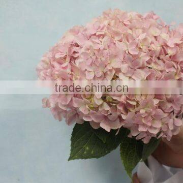 Alibaba china hot selling fresh big-leaf hydrangea