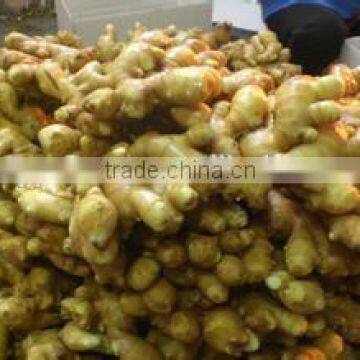 New crop china ginger exporter with high quality