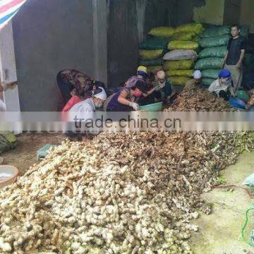 Fresh Ginger with High Quanlity and Cheap Price