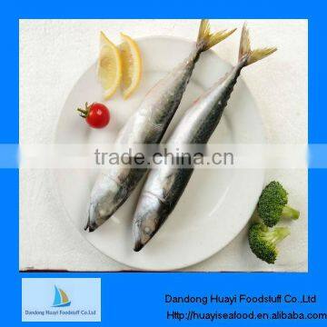 Fresh spanish mackerel