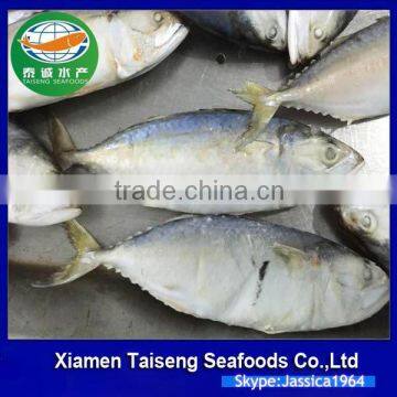 Frozen Indian Mackerel,INDO Mackerel ( Rastrelliger Kanagurta)