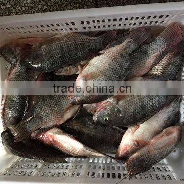 Foods Black Frozen Tilapia Fish photo-2