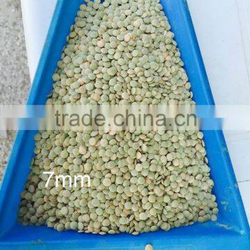 Green Lentils best quality 6mm