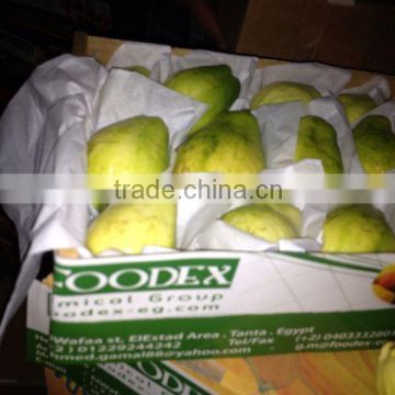 FRESH GUAVA - EXPORTED QUALITY - GOOD PRICE FROM Egypt