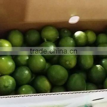 High quality fresh seedless lime lemon