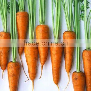 2014 fresh red carrot selling--depend on client market