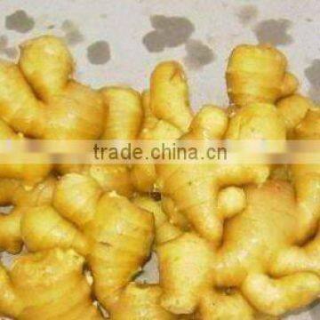 Top Quality Greenfarm Yellow Ginger