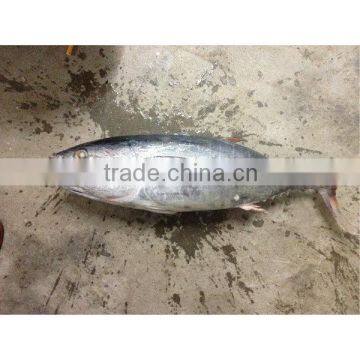 Bonito china frozen fish for export