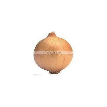 regular fresh onion
