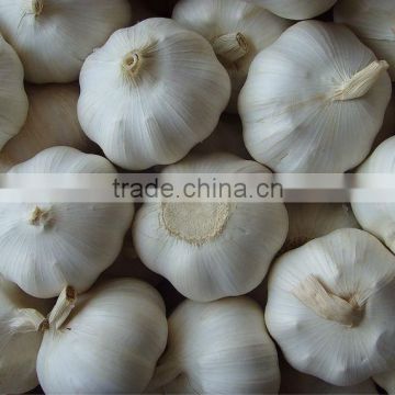 fresh garlic/ail frais