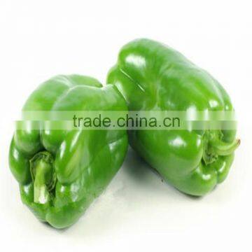 2016 Very early maturity strong disease resistance very spicy green pepper seeds