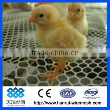 Plastic Plain Net /plastic Flat Net photo-4