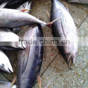 3KG Frozen Yellowfin Tuna