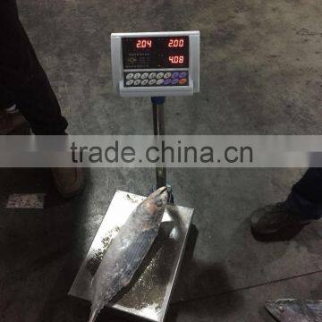 Best Quality Reasonable Price Frozen Bonito Sarda Sarda photo-4